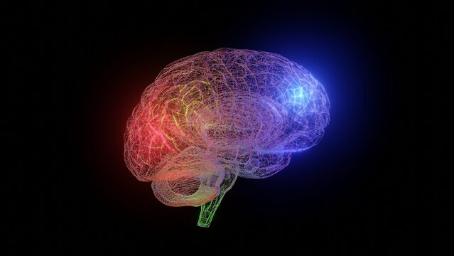 Basic Neuroanatomy for the Non-Neurologists ude236