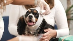 Charlie The Vet Mini Pet First Aid Course ude_2025912593