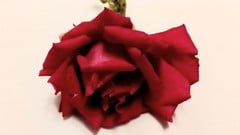 Introduction to Shamanic Rose energy healing ude_2025912966