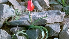 how to get a software developer job in the UK ude_2025913105