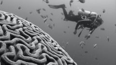 Workplace Neuroscience: Decoding your brain at work ude_2025913119