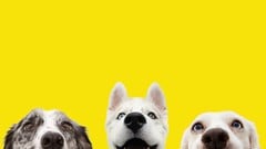 EveryDoggy: Brain Games for Dogs ude_2025913555