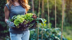 CSA Professionals: Be a Successful Veggie Box Member! ude_2025913575