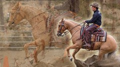 Preparing Your Horse For Success ude_2025914115