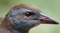 WEKA - Data Mining with Open Source Machine Learning Tool ude_2025914353